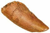 Raptor Tooth - Real Dinosaur Tooth #371437-1